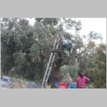 310 ...ueber die Erntemaschine ziehen kann..JPG 310 ...ueber die Erntemaschine ziehen kann..JPG